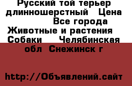 Русский той-терьер длинношерстный › Цена ­ 7 000 - Все города Животные и растения » Собаки   . Челябинская обл.,Снежинск г.